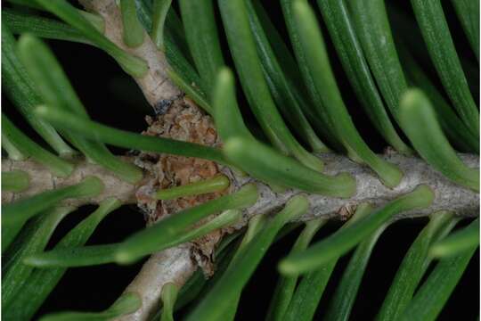 Image of subalpine fir