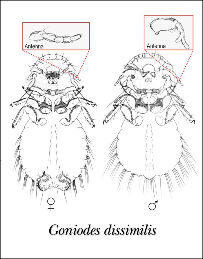 Image de Goniodes dissimilis Denny 1842