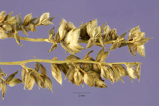 Image of African lovegrass