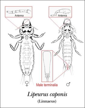 Image of Lipeurus