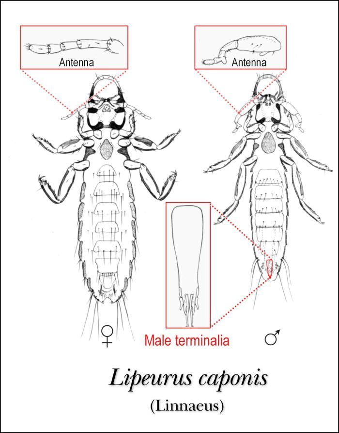 Image de Lipeurus