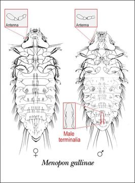 Image of Lice