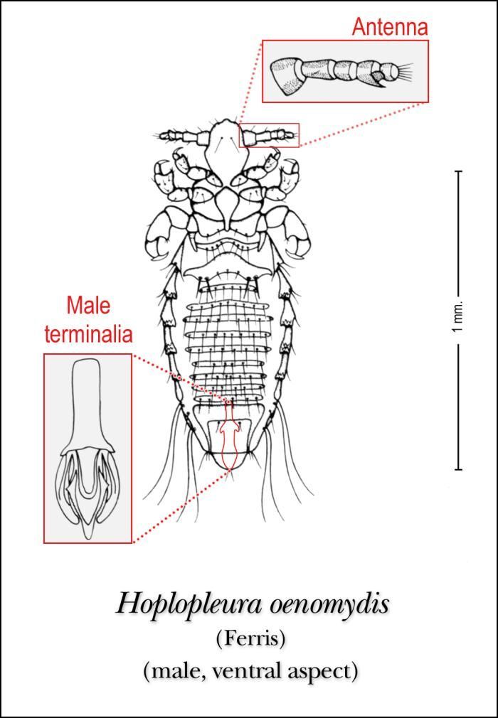 Image de Hoplopleura oenomydis Ferris 1921