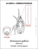 Image of Dermanyssus