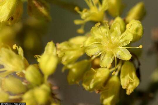 Image of alpine golden buckwheat