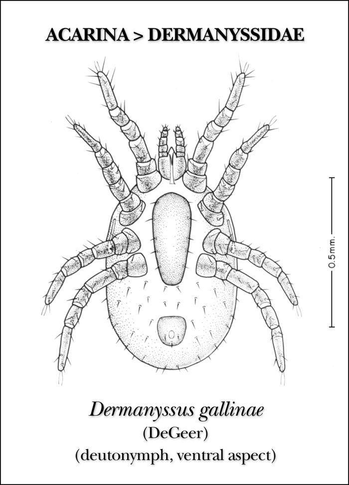 Image of Dermanyssus