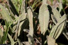 Imagem de Eriogonum flavum Nutt.