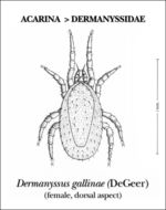 Image of Dermanyssus