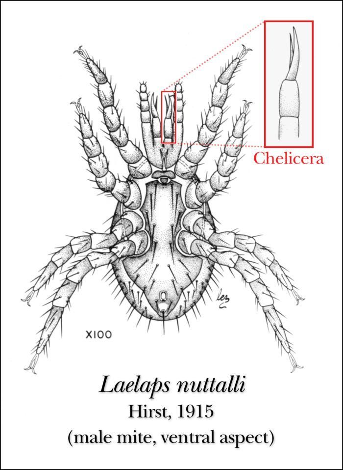 Image of <i>Laelaps nuttalli</i>