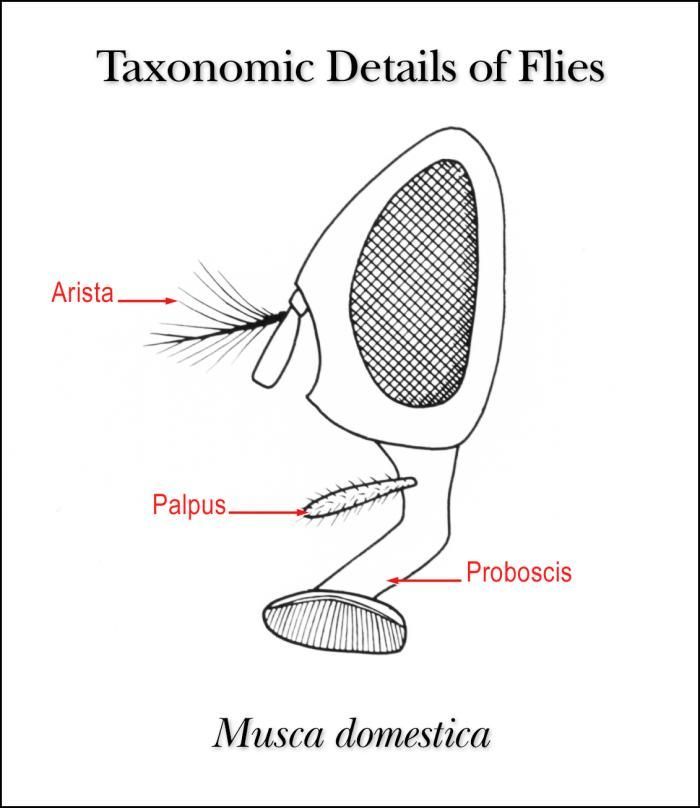 Image of Opomyzidae