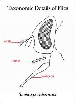 Image of Stomoxys