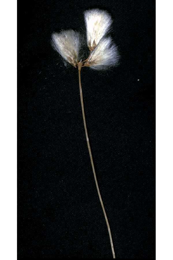 Image of slender cottongrass