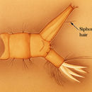 Image of Northern house mosquito