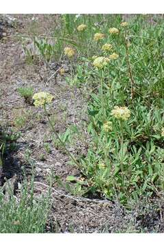 Image of parsnipflower buckwheat