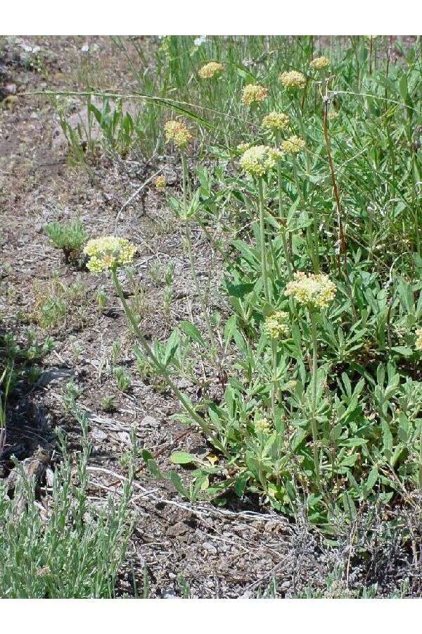 Imagem de Eriogonum heracleoides Nutt.