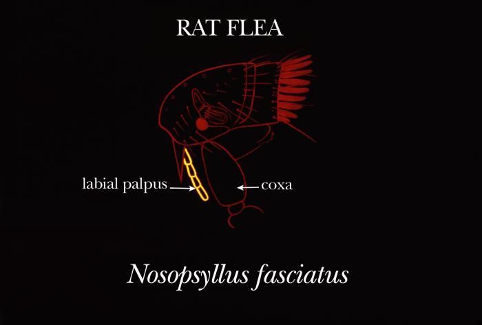 Image of northern rat flea