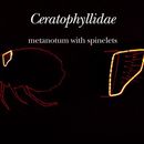 Ceratophyllidae resmi