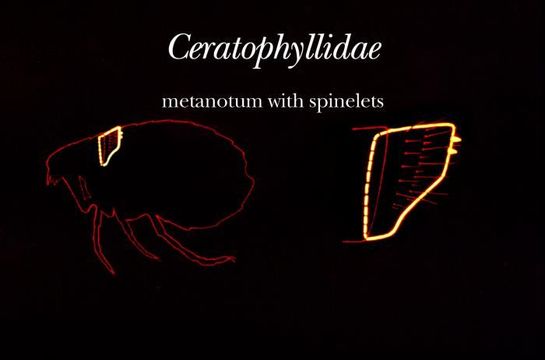 Image de Ceratophyllidae