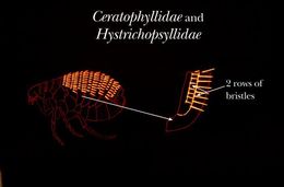 Image de Ceratophyllidae