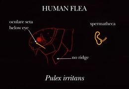 Image of Human Fleas