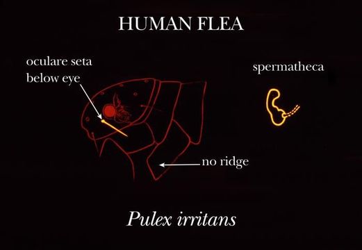 Image of Human Fleas