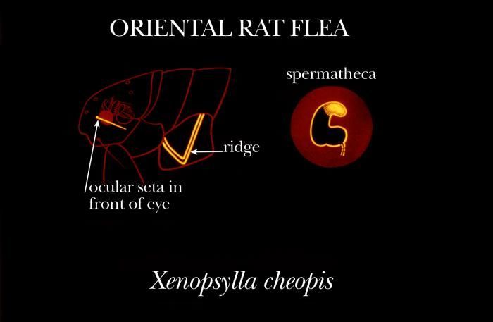 Image of Oriental rat flea