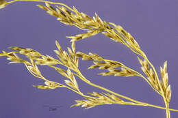 Слика од Eragrostis cylindriflora Hochst.