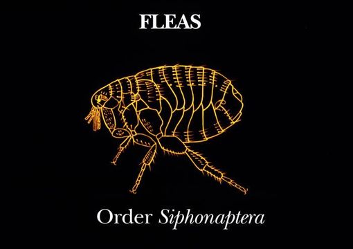 Image of Oriental rat flea