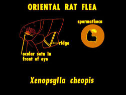 Image of Oriental rat flea