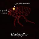 Image of Hoplopsyllus