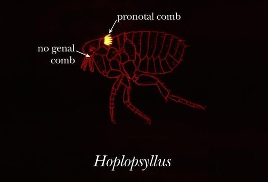 Hoplopsyllus的圖片