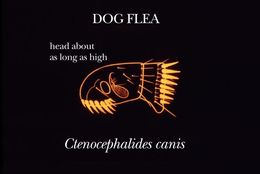 Image of Dog flea