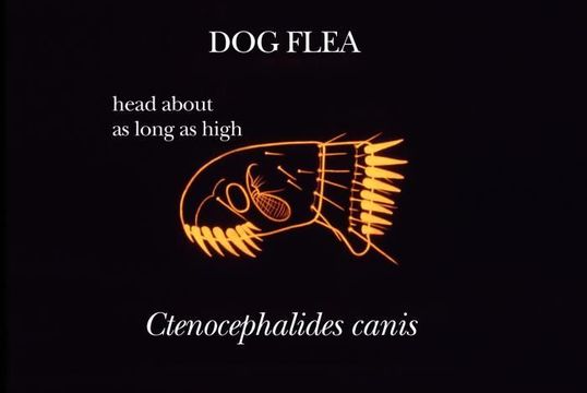 Ctenocephalides canis (Curtis 1826) resmi