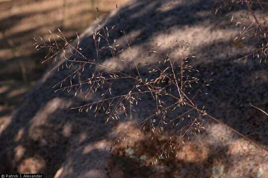 Imagem de Eragrostis intermedia Hitchc.