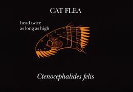Image de Ctenocephalides felis (Bouche 1835)