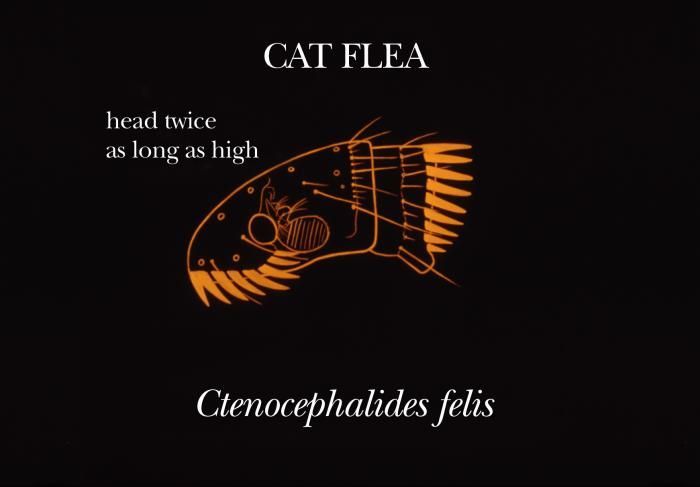 Image of Cat Flea