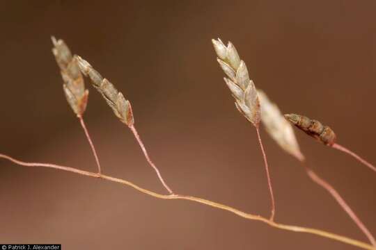 Image of plains lovegrass