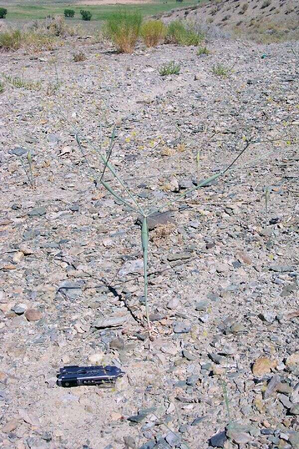 Imagem de Eriogonum inflatum Torr.