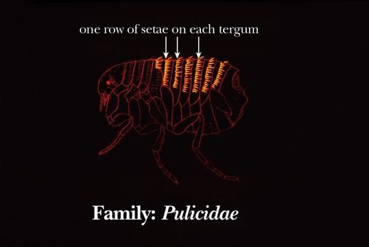 Pulicidae resmi