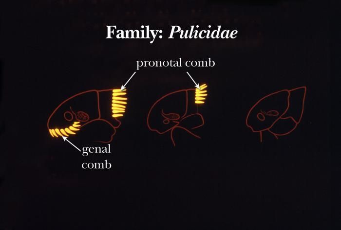 Image of common fleas