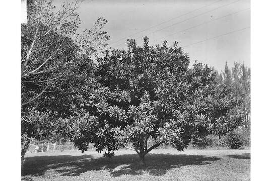 Image of Loquats