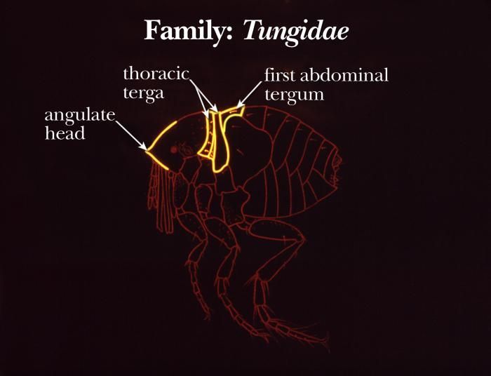 Image of Tungidae