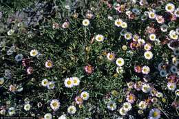 Слика од Erigeron karvinskianus DC.