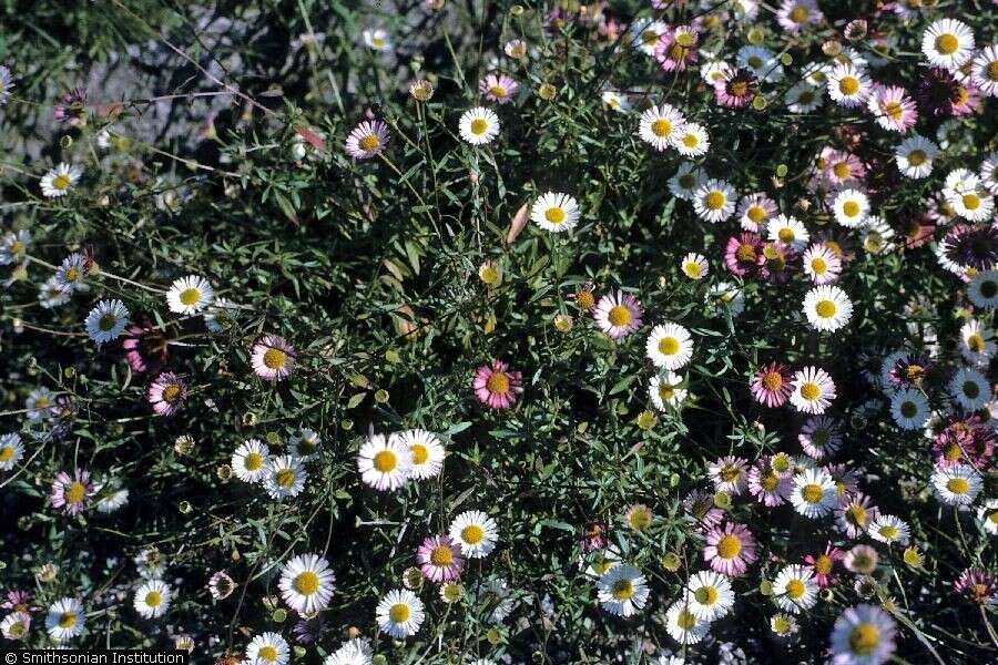 Слика од Erigeron karvinskianus DC.