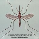 Sivun Culex quinquefasciatus Say 1823 kuva