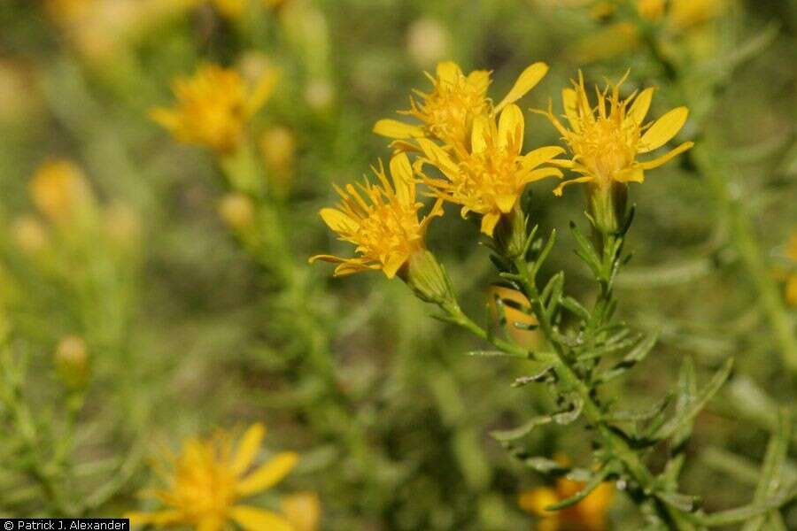 Image of turpentine bush