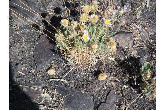 Image of broad fleabane