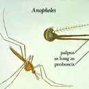 Image de Anopheles