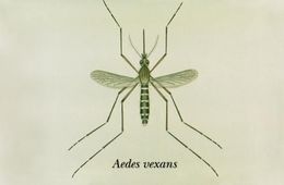 Слика од Aedes vexans (Meigen 1830)