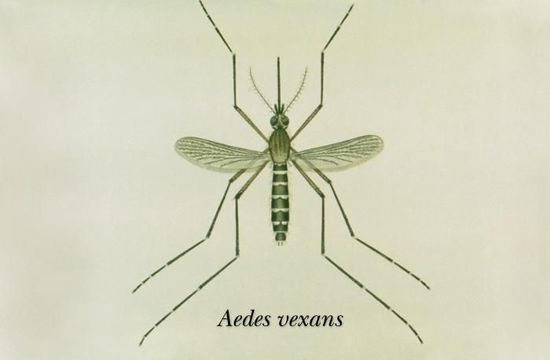 Imagem de Aedes vexans (Meigen 1830)